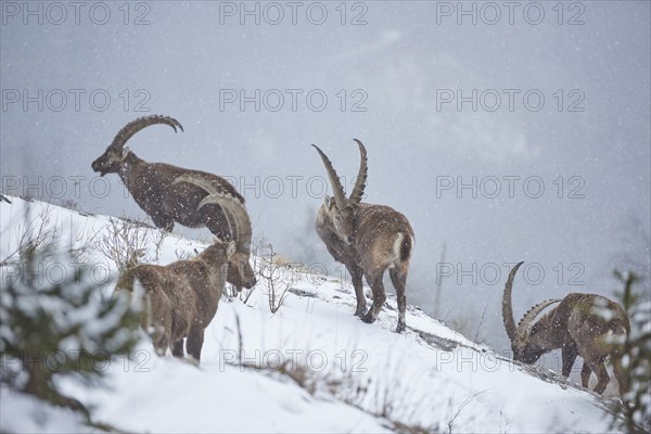 Alpine ibex (Capra ibex) standing on a snowy mountain, wildlife, Austria, Europe