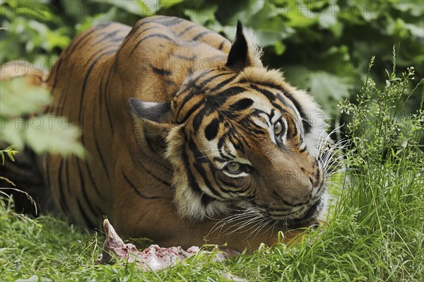 Sumatran tiger (Panthera tigris sumatrae), feeding, captive, occurring on Sumatra, Indonesia, Asia