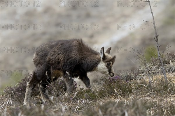 A chamois grazes on a rocky mountain terrain