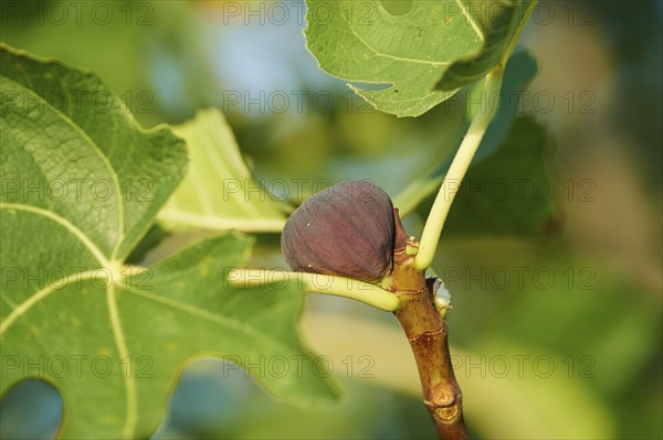 Common fig (Ficus carica) fruits in summer, Cres, Croatia, Europe