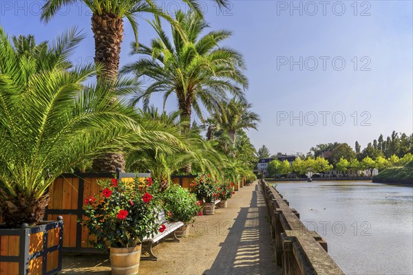 Palm garden in the historic spa gardens, the largest outdoor palm garden north of the Alps, Bad Pyrmont, Emmertal, Weserbergland, Oranierroute, Lower Saxony, Germany, Europe