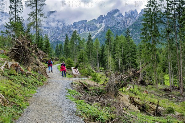 Hiker, female hiker, clearings in coniferous forest, Stubai Alps near Telfes and Fulpmes, high mountains of the Alps, weather mood, cloud mood, Tyrol, Austria, Europe