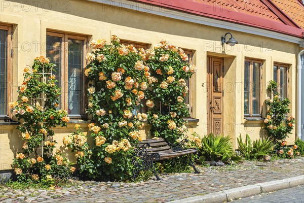 Yellow roses at a yellow house in a small street in the idyllic downtown of Ystad, Scania, Sweden, Scania, Scandinavia, Europe