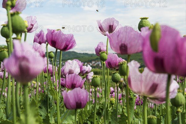 Opium poppy (Papaver somniferum), opium poppy field, Erlenbach, near Heilbronn, Baden-Württemberg, Germany, Europe