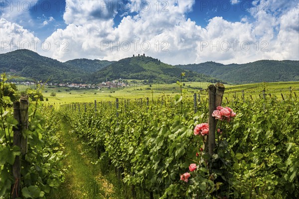 Village in the vineyards and castle ruins, Les Trois Châteaux d'Eguisheim, Husseren-les-Châteaux, Haut-Rhin, Alsace, Alsace, France, Europe