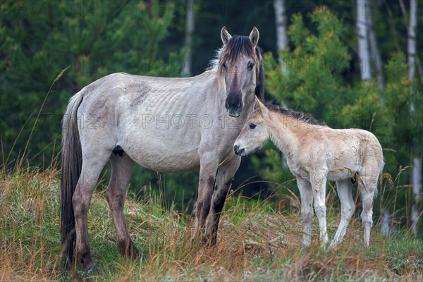 Konik, little horse, small horse, pony breed from Central and Eastern Europe, mare with foal, Middle Elbe Biosphere Reserve, Oranienbaum Heath, Saxony-Anhalt, Germany, Europe