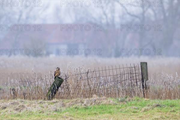 Short-eared owl (Asio flammeus) perched on fence post in field in front of farm on a misty evening in winter, Uitkerkse Polder, West Flanders, Belgium, Europe