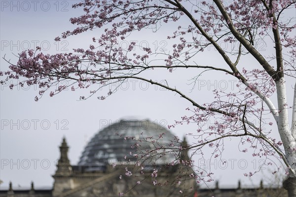 A Japanese flowering cherry blossoms in front of the German Bundestag in Berlin, 27 March 2024. According to weather forecasts, highs of around 22 degrees are expected at Easter