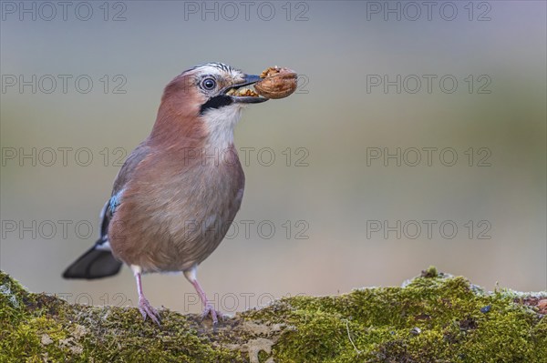 Eurasian jay (Garrulus glandarius) sunrise, frost, with walnut as food, winter feeding, hoarfrost, Middle Elbe Biosphere Reserve, Saxony-Anhalt, Germany, Europe