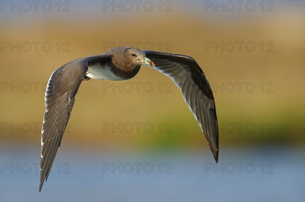 Hemprich's Gull, (Larus hemprichii), medium sized, rusty brown, flight photo, Raysut, Salalah, Dhofar, Oman, Asia