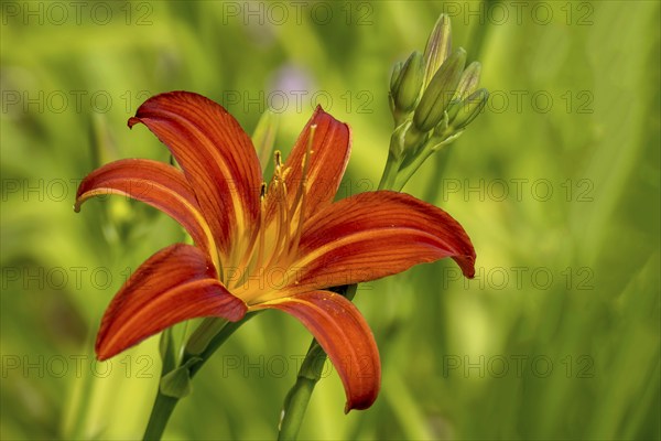 Daylilies (Hemerocallis), North Rhine-Westphalia, Germany, Europe