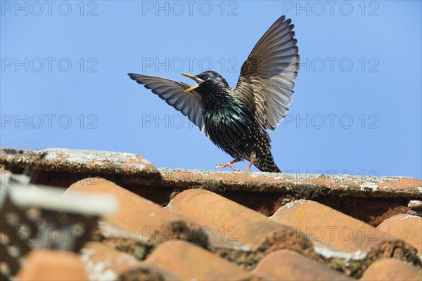 Common Starling (Sturnus vulgaris) adult male, in breeding plumage, singing and displaying on roof top, Hesse, Germany, Europe