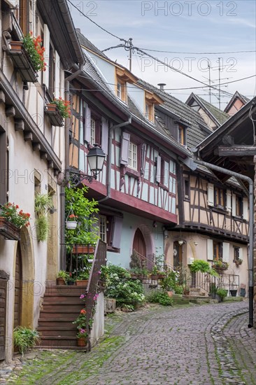 A narrow alleyway lined with traditional houses with plants and red flowers, Eguisheim, Plus beaux villages de France, Haut-Rhin, Alsace, Alsace, France, Europe