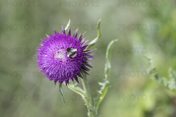 Musk Thistle (Carduus nutans) with Large earth bumblebee (Bombus terrestris), Mecklenburg-Vorpommern, Germany, Europe