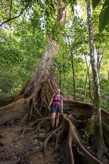 Young woman with camera, tourist standing between the roots of a strangler fig (Ficus americana), in the tropical rainforest, Corcovado National Park, Osa, Puntarena Province, Costa Rica, Central America