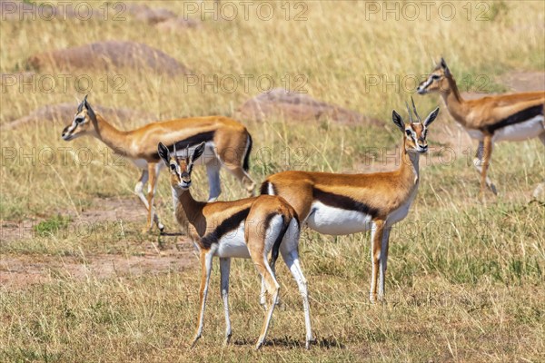 Flock with Thomson's gazelle (Eudorcas thomsonii) on the grass savanna in Africa, Maasai Mara National Reserve, Kenya, Africa