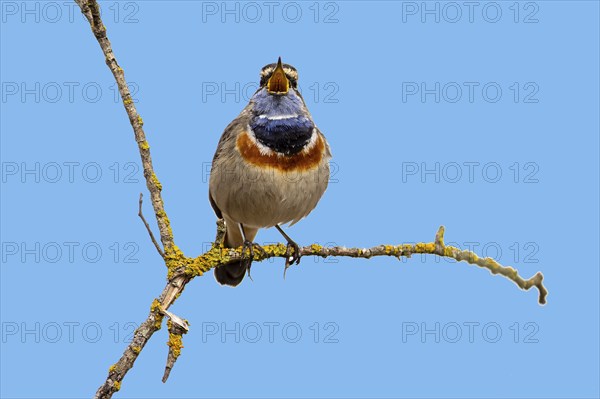 Bluethroat (Luscinia svecica) singing on a branch, wildlife, Germany, Europe