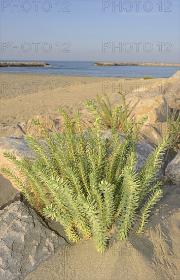 Sea spurge (Euphorbia paralias), Camargue, Provence, southern France