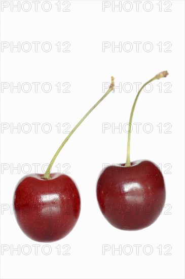 Wild cherry (Prunus avium), cherries on a white background