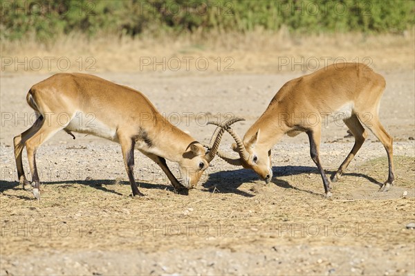 Southern lechwe (Kobus leche) arguing with each other walking in the dessert, captive, distribution Africa