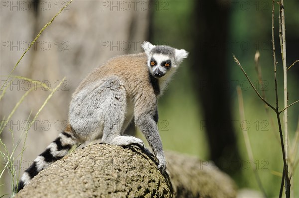 Ring-tailed lemur (Lemur catta) sitting on a tree trunk, captive, Zoo Augsburg