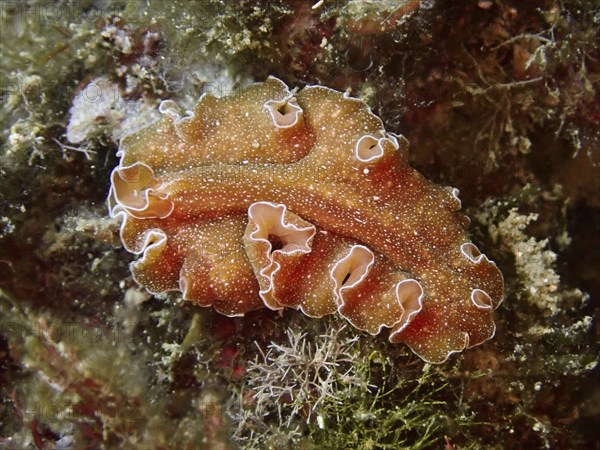 An orange-coloured, wavy sea creature, golden flatworm (Yungia aurantiaca), rests on the seaweed in the sea. Dive site Marine reserve Cap de Creus, Rosas, Costa Brava, Spain, Mediterranean Sea, Europe