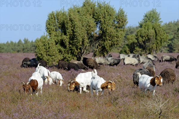 Boer goat, domestic goat (Capra aegagrus hircus) and Heidschnucken (Ovis aries), herd in the blooming heathland, Südheide nature park Park, Lüneburg Heath, Lower Saxony, Germany, Europe