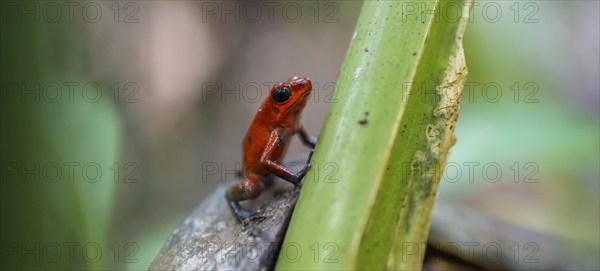 Strawberry poison-dart frog (Oophaga pumilio), Tortuguero National Park, Costa Rica, Central America