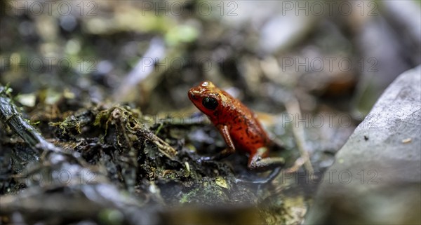 Strawberry poison-dart frog (Oophaga pumilio), Tortuguero National Park, Costa Rica, Central America