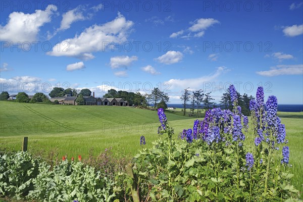 Larkspur, agricultural land and a farm by the sea, Aberdeenshire, East Scotland, Great Britain