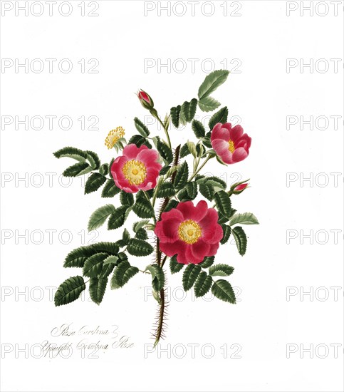 Rosa carolina, Rose, Historic rose, Rose cultivar, Illustration from 1799, Historic, digitally restored reproduction from a 19th century original, Record date not stated