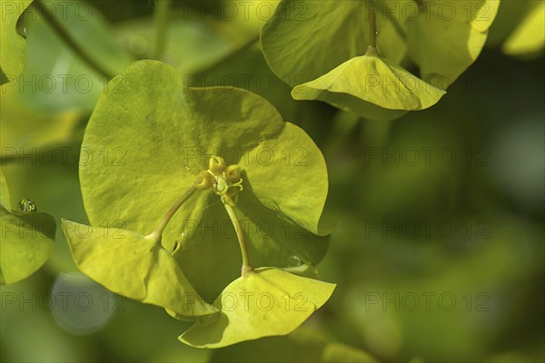 Flower of an Wood Spurge (Euphorbia amygdaloides), Bavaria, Germany, Europe