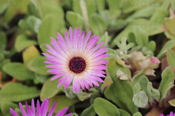 Midday flower (Dorotheanthus bellidiformis), flower, native to Africa, ornamental plant, North Rhine-Westphalia, Germany, Europe