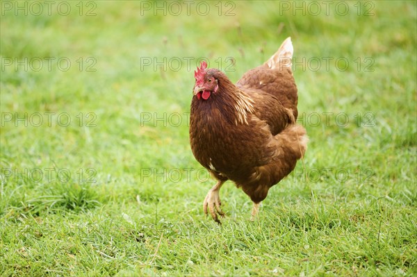 A brown feathered chicken with a red comb walking through green grass outdoors, Chicken (Gallus domesticus), Austria, Europe