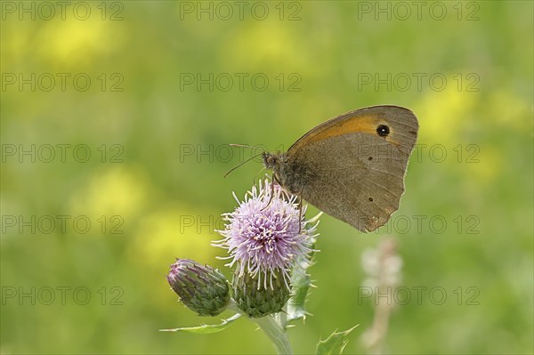 Meadow Brown (Maniola jurtina), collecting nectar from a thistle (Cirsium arvense) flower, Wilnsdorf, North Rhine-Westphalia, Germany, Europe