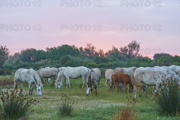 A herd of white Camargue horses grazing in a green pasture with a pink evening sky, soft columns of light in the background, Camargue, France, Europe