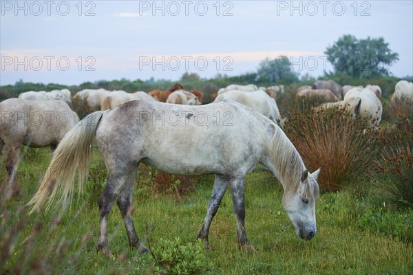 White Camargue horses grazing peacefully in a green pasture under a cloudy sky, Camargue, France, Europe