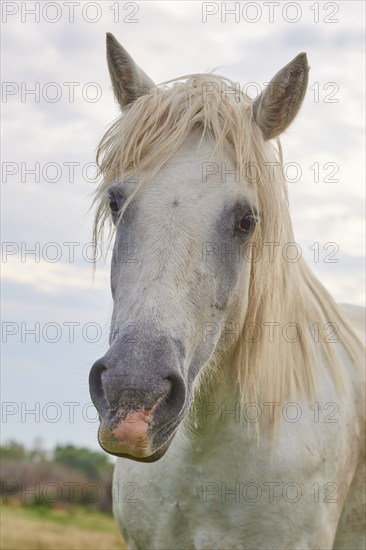 White Camargue horse with long mane standing in a meadow in front of a cloudy sky, summer, Camargue, France, Europe