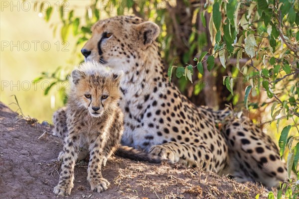 Cheetah (Acinonyx jubatus) female with a young cub in a shadow of a bush, Maasai Mara National Reserve, Kenya, Africa