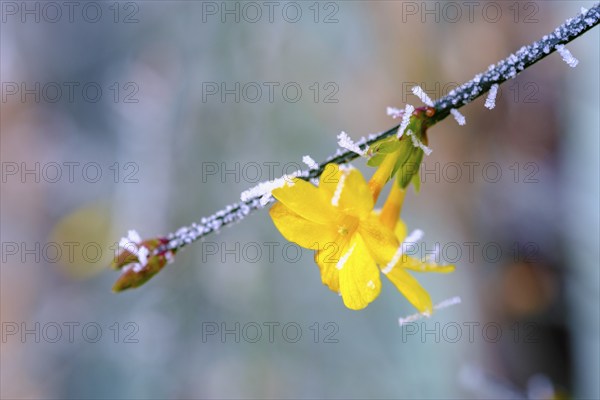 Hoarfrost on a witch hazel flower, Hamamelis, Tölzer Land, Upper Bavaria, Bavaria, Germany, Europe