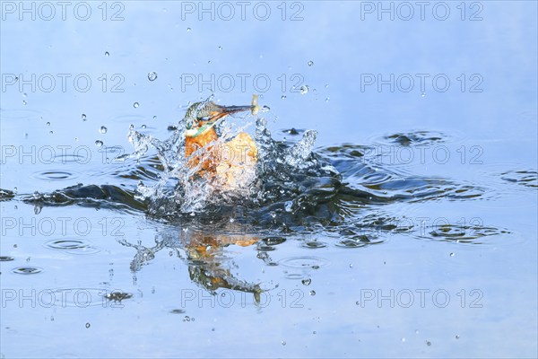 Common kingfisher (Alcedo atthis) flying out of the water after hunting fish, wildife, Catalonia, Spain, Europe