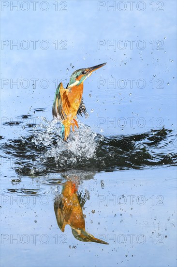 Common kingfisher (Alcedo atthis) flying out of the water after hunting fish, wildife, Catalonia, Spain, Europe