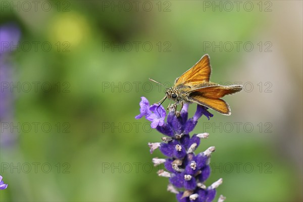 Large skipper (Ochlodes venatus), collecting nectar from a flower of Common lavender (Lavandula angustifolia), close-up, macro photograph, Wilnsdorf, North Rhine-Westphalia, Germany, Europe