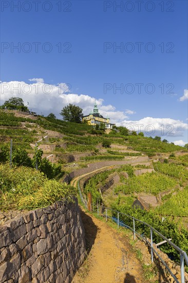 Weingut am Goldenen Wagen. The Spitzhaus is a former summer residence in the Saxon town of Radebeul. The building, which can be seen from afar, is located on the edge of the slope of the Elbe valley basin above Hoflößnitz in the Oberlößnitz district. Even after its renovation and reopening in 1997, the heritage-protected (1) landmark of Radebeul at Spitzhausstraße 36 still serves as an excursion restaurant with a sweeping view over the Elbe valley and as far as Dresden, vineyards in Radebeul, Radebeul, Saxony, Germany, Europe