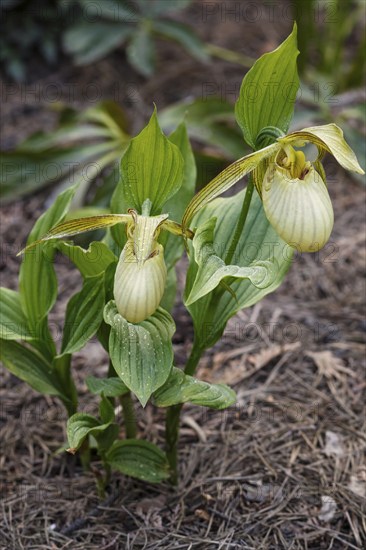 Beautiful orchids of different colors on green background in the garden. Lady's-slipper hybrids. Close up