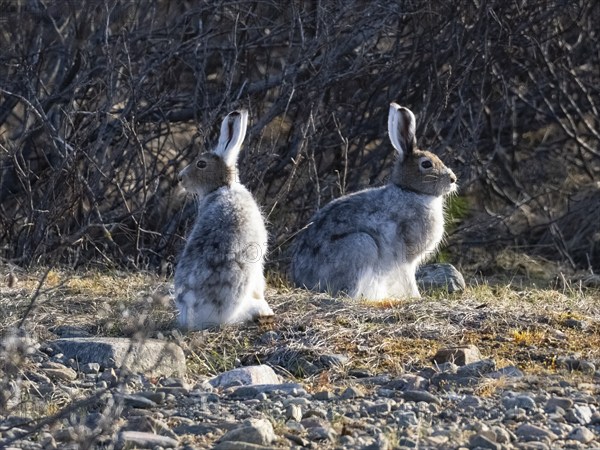 Mountain Hare (Lepus timidus), two animals alert in river bed, moulting from winter into its summer coat, May, Finnish Lapland