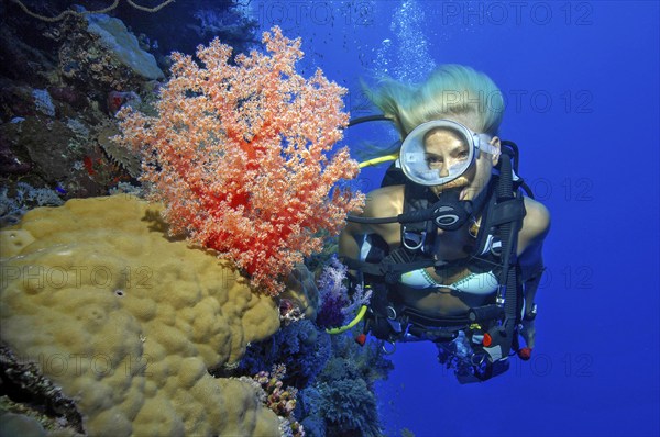 Diver Diver looking at soft coral (Dendronephthya) on reef wall drop off of colourful coral reef, Red Sea, Egypt, Africa