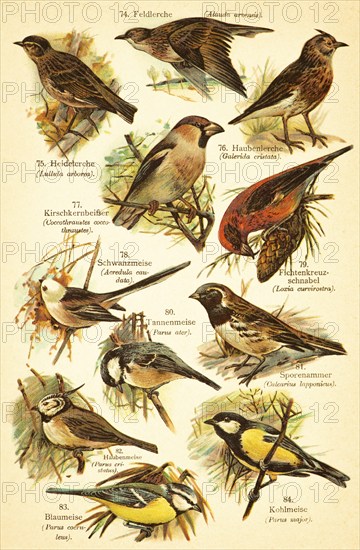 Eurasian skylark (Alauda arvensis), Woodlark (Lullula arborea), Crested Lark (Galerida cristata), Cherry Grosbeak (Coccothraustes coccothraustes), Long-tailed Tit (Aegithalos caudatus), common crossbill (Loxia curvirostra), Coal Tit (Parus ater), Spur-winged Sparrow (Calcarius lapponicus), Crested Tit (Lophophanes cristatus (or (Parus cristatus, blue tit (Parus caeruleus), Great Tit (Parus cinereus) Birds of the World, historical illustration 1890