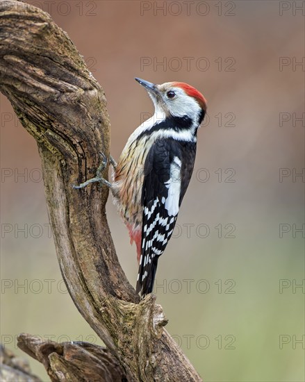 Middle spotted woodpecker (Dendrocopos medius) climbing on a branch, foraging in winter, sunrise, frost, winter feeding, hoarfrost, Middle Elbe Biosphere Reserve, Saxony-Anhalt, Germany, Europe