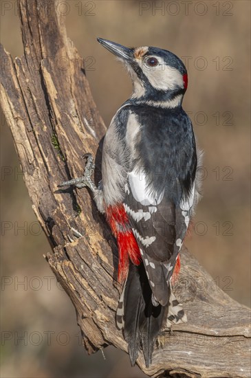 Great Spotted Woodpecker (Dendrocopos major) on a branch in the forest. Bas-Rhin, Alsace, Grand Est, France, Europe